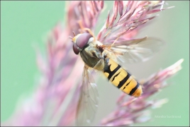 <p>PESTŘENKA PRUHOVANÁ (Episyrphus balteatus) ---- /Episyrphus balteatus - Hainschwebfliege/</p>